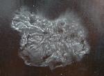 Exidia glandulosa