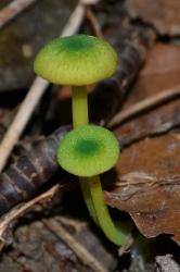 Entoloma incanum