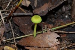 Entoloma incanum