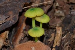 Entoloma incanum
