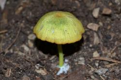 Entoloma incanum