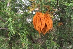 Gymnosporangium juniperi-virginianae