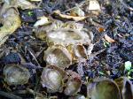 Helvella costifera