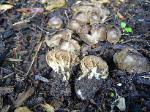 Helvella costifera