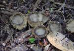 Helvella costifera