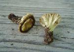 Helvella costifera