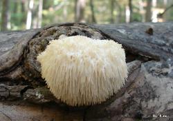 Hericium erinaceus