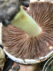 Inocybe dulciolens