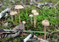Laccaria longipes