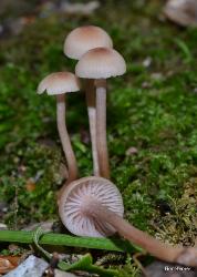 Laccaria longipes