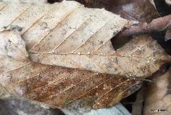 Lachnum virgineum