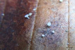 Lachnum virgineum