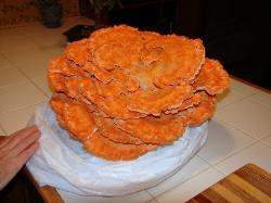 Laetiporus cincinnatus