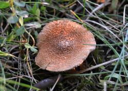 Mallocybe unicolor