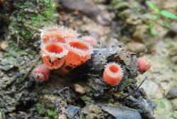 Microstoma floccosum