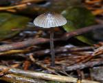 Mycena filopes