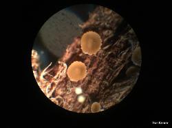 Orbilia pilifera