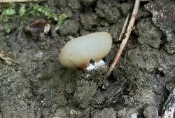 Paragalactinia succosa