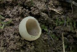 Paragalactinia succosa
