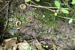 Paragalactinia succosa