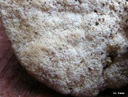 Pseudofistulina radicata tubes