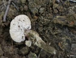 Pseudofistulina radicata