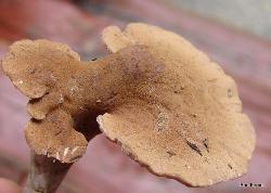 Pseudofistulina radicata cap