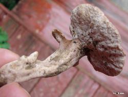 Pseudofistulina radicata