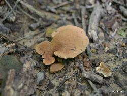 Pseudofistulina radicata