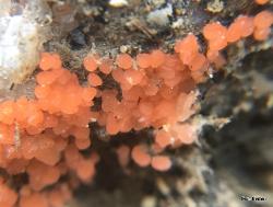 Pyronema omphalodes