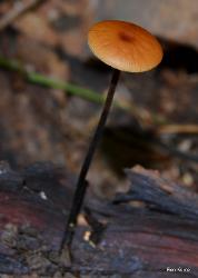 Rhizomarasmius pyrrhocephalus