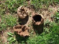 Scleroderma polyrhizum
