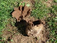 Scleroderma polyrhizum