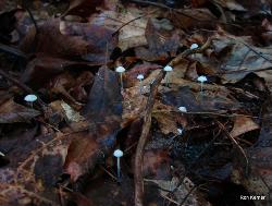 Tetrapyrgos nigripes 