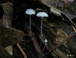 Tetrapyrgos nigripes 
