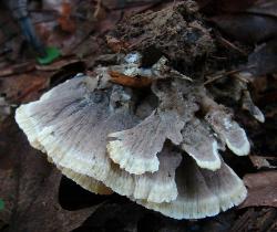 Thelephora vialis