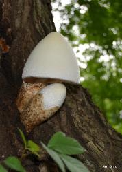 Volvariella bombycina