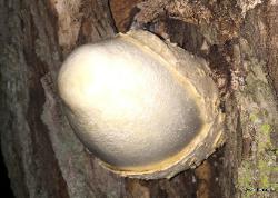 Volvariella bombycina