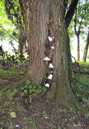 Volvariella bombycina