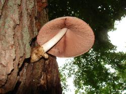 Volvariella bombycina