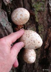 Volvariella bombycina