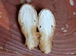 Volvariella bombycina