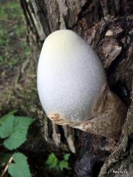 Volvariella bombycina