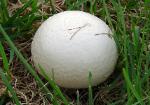 Agaricus porphyrocephalus var. pallidus