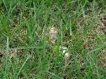 Agaricus porphyrocephalus var. pallidus