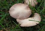 Agaricus porphyrocephalus var. pallidus