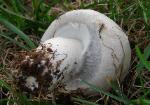 Agaricus porphyrocephalus var. pallidus
