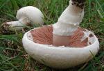Agaricus porphyrocephalus var. pallidus
