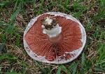 Agaricus porphyrocephalus var. pallidus