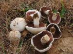 Agaricus porphyrocephalus var. pallidus